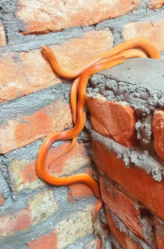 সংগৃহীত